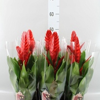 Вриезия Стайл d12 h45 6шт