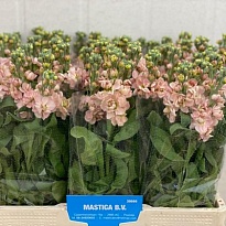 Маттиола Milla Salmon 10шт