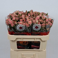 Роза кустовая Classic Rosever дл.70 10шт