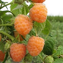 Малина Беглянка/Цв.Кор