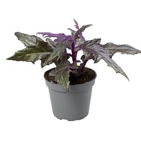 Гинура d7 h15 12шт