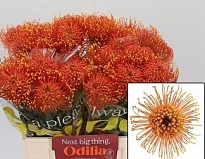 Леукоспермум Gold Dust 5шт