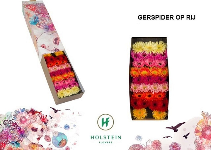 Гербера Gerspider mix 30 шт