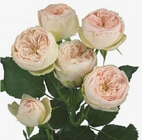 Роза куст. Flora Ola Mansfield Park дл.60 10шт