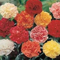 Гвоздика Mix 20шт