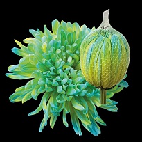 Хризантема одноголовая Paint Antonov Double Mint 10шт