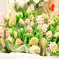 Гиацинт China Pink 25 шт