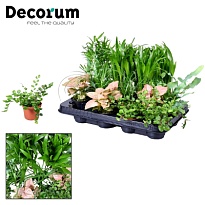 Плант микс d7 h10 16шт