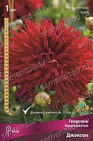 Георгина бахромчатая Джэксон 1шт