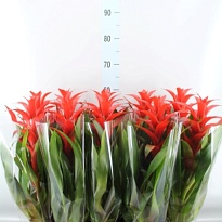 Гузмания Аллюра d12 h45 10шт