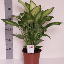 Диффенбахия Камилла d19 h60 1шт
