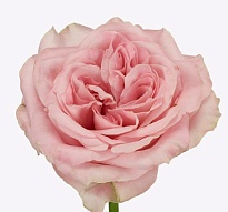 Роза Свит Фо Лав одноголовая (МЦ) дл.60 10шт/уп