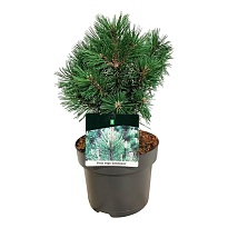 Сосна (Pinus) горная Колумнарис d23 h50 1шт