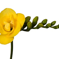 Фрезия Soleil 10шт