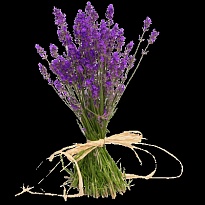 Лаванда Angustifolia (пучок) 1пуч