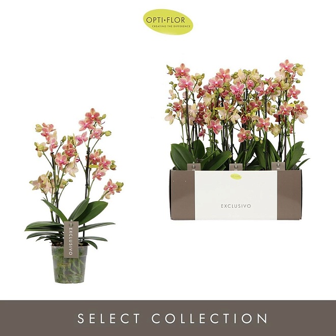 Орхидея Фален. Пикачу 2ст d12 h45 6шт