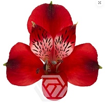 Альстромерия Tessa Nirvana дл.60 10шт