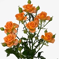 Роза кустовая 4 Good Peach дл.70