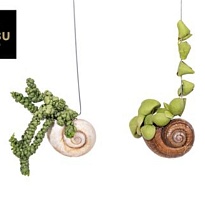 Дисхидия Шелли ханг (улитка) d10 h10 6шт