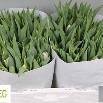 Тюльпан White Marvel 10шт