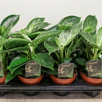 Филодендрон Биркин d12 h25 8шт