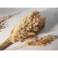Камыш сухоцвет h117см 370г натуральный