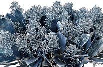 Скимия Per Bunch Paint Ice Blue 1пучок