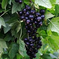 Смородина Памяти Кухарского (ОКС) 1шт