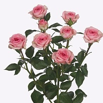 Роза кустовая Tralala дл.60 10шт