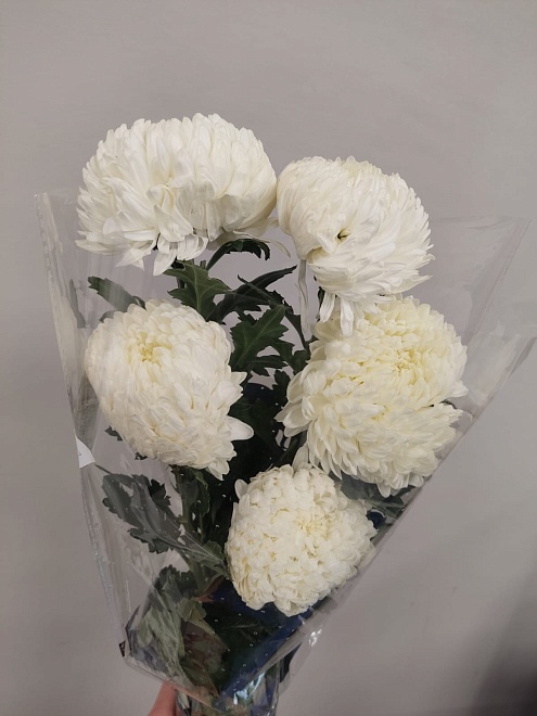 Хризантема одн. Spider White (К) дл.70 5шт