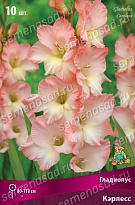 Гладиолус Кэрлесс 10/12 10шт