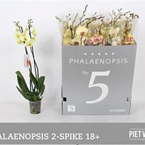 Орхидея Фален. Желтый 2 ст d12 h65 10шт