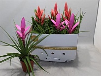 Тилландсия микс d12 h40 6шт