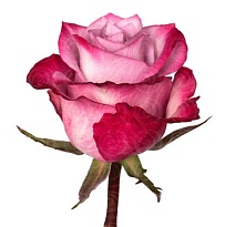 Роза Sani Roses Deep Purple дл.50 25шт