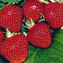 Земляника Первый поцелуй (ОКС) 5шт/кор