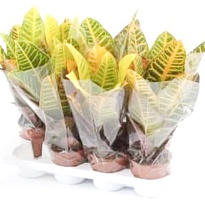 Кодиеум Петра (3-5РР)  d12 h30 10шт