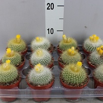 Кактус Пародия Хаселберги d7 h12 12шт