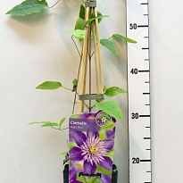 Клематис (Clematis) Мульти Блю 3л h80-100 1шт