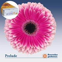 Гербера Prelude 25 шт