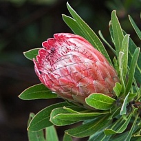 Протея Pink Ice 1шт