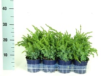 Можжевельник (Juniperus) китайский Блю Альпс (KV) d11 h20-25 11шт