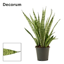 Сансевиерия Сильвер Принцес d14 h50 7шт