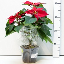 Пуансеттия разноцв. (ОЗ) d13 h25 8шт