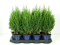Можжевельник (Juniperus) китайский Стрикта (KV) d13 h55-60 8шт