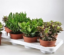 Крассула микс d23 h45 1шт