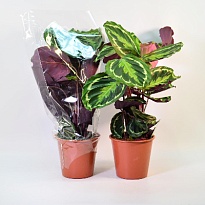 Калатея Медальон d19 h40 5шт