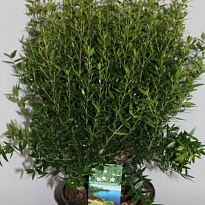 Мирт Буш d12 h30 10шт