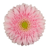 Гербера Fem 25шт