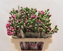 Гвоздика кустовая Baraura 10шт