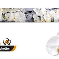 Орхидея Phalaenopsis Sensation White 25шт